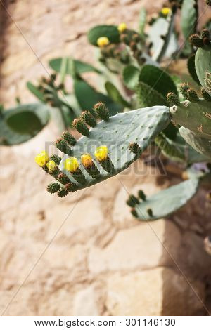 Blooming Cactus With Prickles And Yellow Flowers