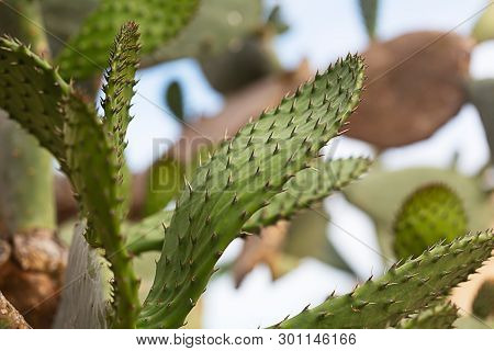 Blooming Cactus Tree With Pricles, Horizontal Orientation