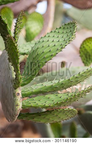 Blooming Cactus Tree With Prickles, Vertical Orientation