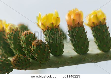 Blooming Cactus With Prickles And Yellow Flowers