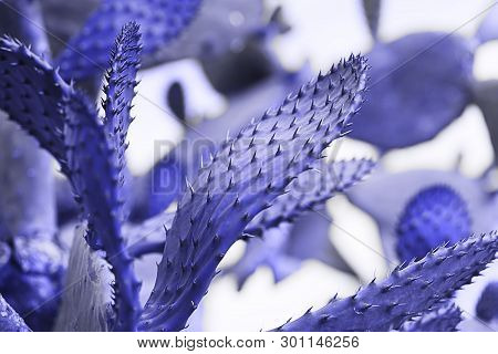 Cactus With Prickles. Blue Toned Photo, Horizontal