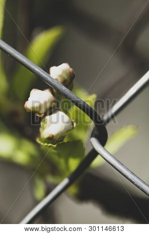 Unopened Buds Of The Cherry Tree (prunus Subg. Cerasus) Behind The Metal Fence Is A Chain-link, On A