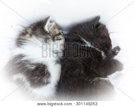 Two Little Kittens Sleep Side By Side