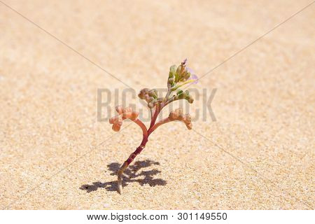Small Flower Blooming In A Desert. Corralejo, Fuerteventura.