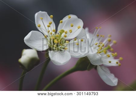 Beautiful White Flowers Of Cherry (prunus Subg. Cerasus), On Unsharp Gray-coral Background. Macro. C