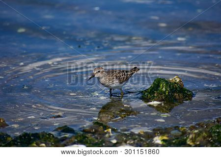 Western Sandpiper Stands In Sea At Shore's Edge As It Looks For Food