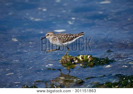 Western Sand Piper Lifts Its Foot As It Strides Along The Edge Of The Shore, Esquimalt Lagoon, Vanco