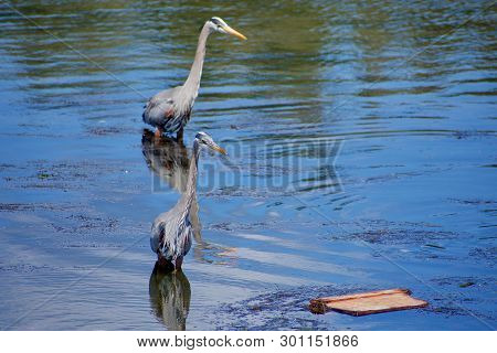 Two Great Blue Herons Hunt For Fish In A Tide Pool, Esquimalt Lagoon, Vancouver Island, British Colu
