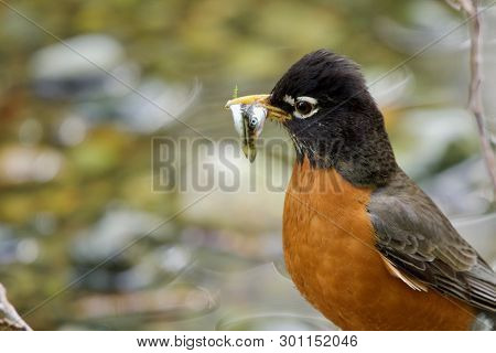 Americain Robin Stands At The Edge Of Goldstream River With Two Salmon Fry In Its Beak, Goldstream P
