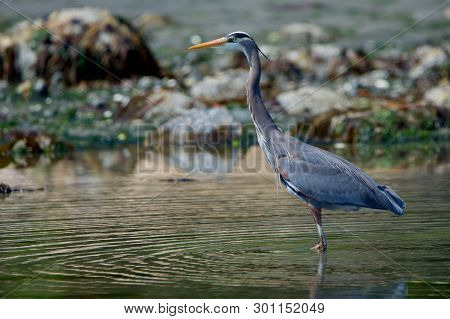 Great Blue Heron Stands Tall In Tidal Pool In Witty's Lagoon As It Looks For Prey