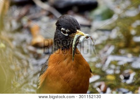 Close Up Of American Robin With Chum Salmon Fry In Its Beak, Goldstream Provincial Park, Vancouver I