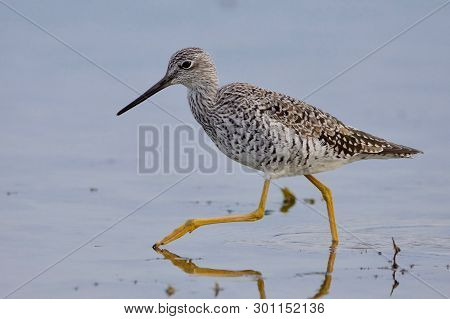 Greater Yellowlegs Shows Off Its Long Yellow Legs As It Strides Through Shallow Water Along The Shor
