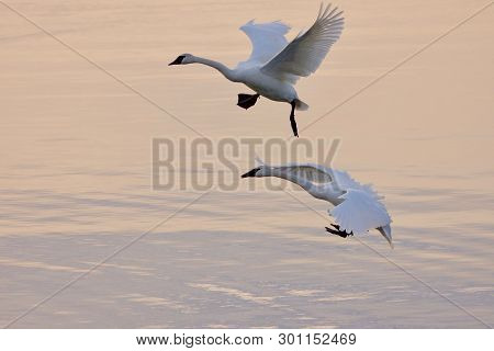 Two Tumpeter Swans Coming In To Land On The Sunset-pink Waters Of Patricia Bay, Saanich Inlet, Vanco