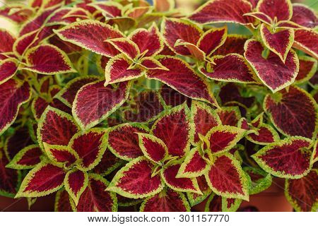 Coleus Flower Foliage Background. Beautiful Perspective Of Natural Red Coleus Plant Leaves In Garden