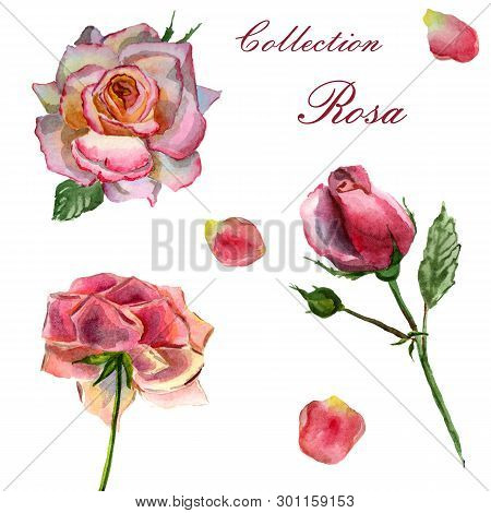 Flowers Watercolor Illustration. Set Of Pink Roses On A White Background.