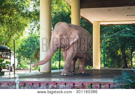 Yangon, Myanmar - December 13 2016 : The Royal White Elephant In Hsin Hpyu Daw Park Of Yangon.