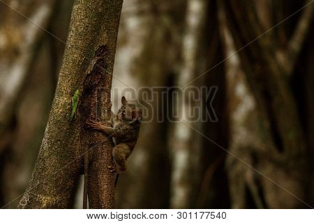 Spectral Tarsier, Tarsius, Portrait Of Rare Endemic Nocturnal Mammal Trying To Catch And Eat Grassho