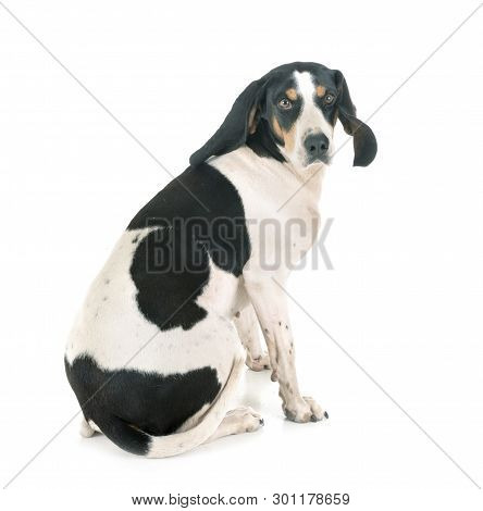 Schweizer Laufhund In Front Of White Background