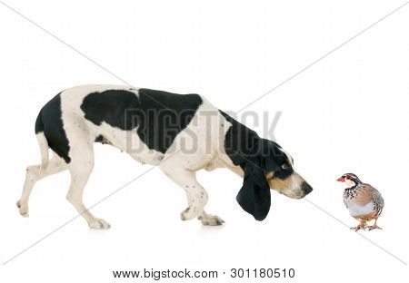 Schweizer Laufhund In Front Of White Background