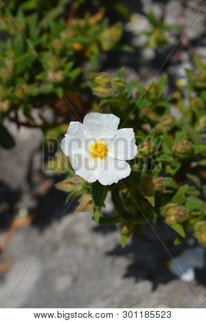 Narrow-leaved Cistus - Latin Name - Cistus Monspeliensis