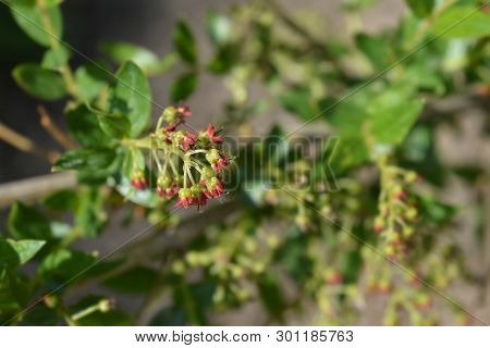 English Redoul - Latin Name - Coriaria Myrtifolia