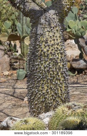 Chorisia Tree Trunk With Aggressively Sharp Thorns Closeup Macro Photo