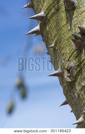 Chorisia Tree Trunk With Aggressively Sharp Thorns Closeup Macro Photo