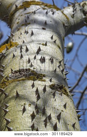 Chorisia Tree Trunk With Aggressively Sharp Thorns Closeup Macro Photo