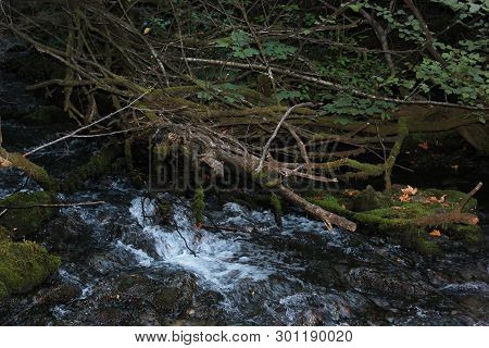 Dense Forest Next To The Agios Nikolaos Park Naousa Greece