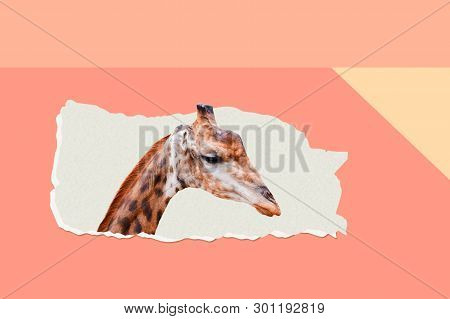 Modern Funny Art Collage. Giraffes Peeking Out Of A Torn Paper Hole, This Scientific Name Is Giraffa