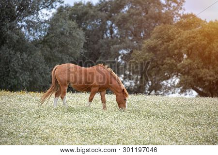 Free horse in a blossom meadow with flowers