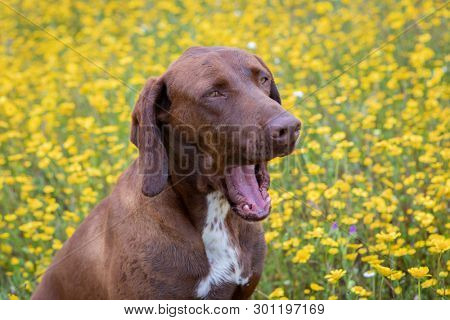 Beautiful Brown Braco German Shorthair in a bloosom meadow