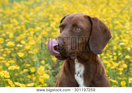 Beautiful Brown Braco German Shorthair in a bloosom meadow