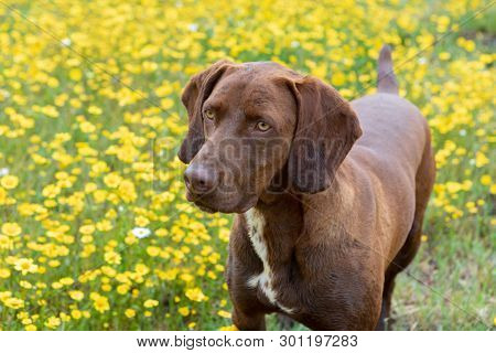 Beautiful Brown Braco German Shorthair in a bloosom meadow