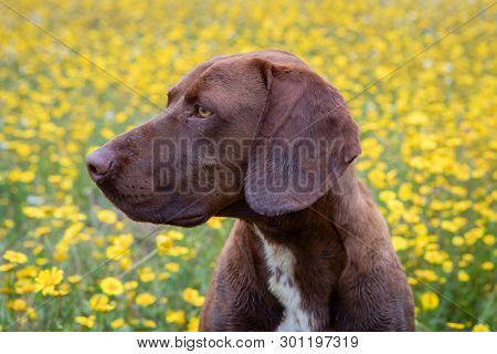 Beautiful Brown Braco German Shorthair in a bloosom meadow