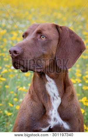 Beautiful Brown Braco German Shorthair in a bloosom meadow