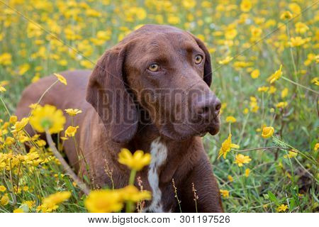 Beautiful Brown Braco German Shorthair in a bloosom meadow
