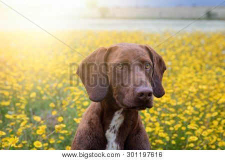 Beautiful Brown Braco German Shorthair in a bloosom meadow