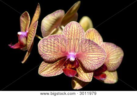 Orchideje