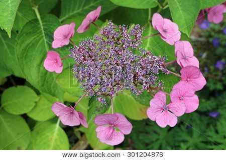 Lacecap Hydrangea Flowers With Pink Inner And Outer Flowers With A Blurred Background Of Leaves Of T