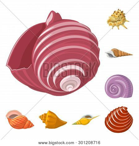 Vector Design Of Seashell And Mollusk Symbol. Set Of Seashell And Seafood  Stock Vector Illustration