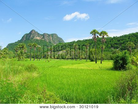 ricefield
