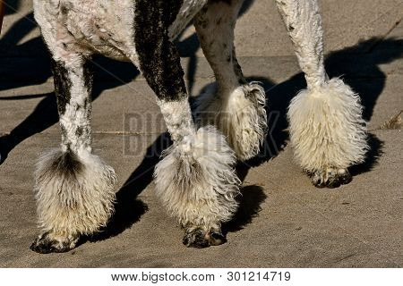 A Poodle Is Groomed And Displays A Fresh Hair Cut With The Traditionally Puffs On The Legs.