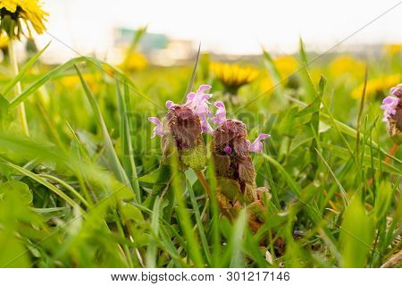 Flowering Mint Plant In The Field Among The Grass Close-up