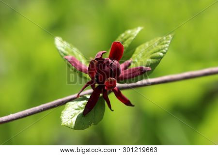 Branch Of Sweetshrub Or Calycanthus Deciduous Shrub Flowering Plant With Single Dark Red Open Flower