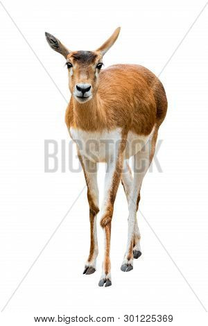 Antelope (antilope Cervicapra) Isolated On A White Background