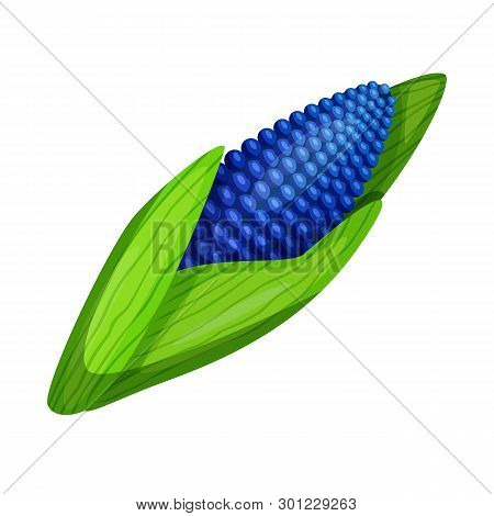 Vector Illustration Of Corn And Gmo Icon. Set Of Corn And Seed Stock Vector Illustration.