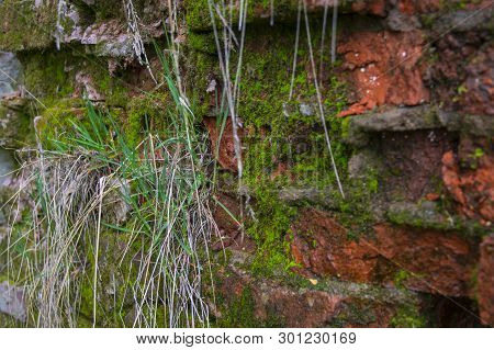 Old Red Brick Wall. Moss Texture. Demage. Bricks Background