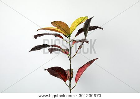 Beautiful Croton Home Plant On Grey Background