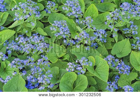 Blue Flowers Of Forget-me-not Brunner On The Background Of Green Leaves.